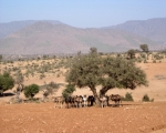 Camels of Ait Baamrane 22