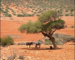 Nature in Sidi Ifni00006