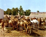 Camels of Ait Baamrane 26