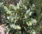 Nature in Sidi Ifni00060