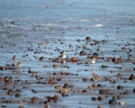 Atlantic Legzira Plage 40