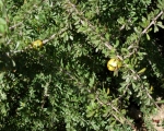 Nature in Sidi Ifni00058