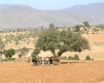 Camels of Ait Baamrane 24