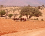 Camels of Ait Baamrane 27