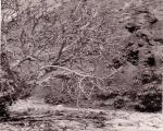 Nature in Sidi Ifni00070