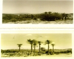 Nature in Sidi Ifni00062