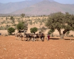 Camels of Ait Baamrane 29