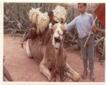 Camels of Ait Baamrane 30