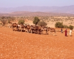 Camels of Ait Baamrane 28