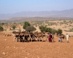 Camels of Ait Baamrane 23