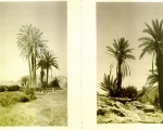 Nature in Sidi Ifni00064