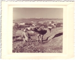 Camels of Ait Baamrane 20
