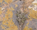 Nature in Sidi Ifni00055
