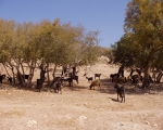 Nature in Sidi Ifni00054