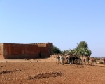 Camels of Ait Baamrane 25