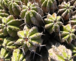 Nature in Sidi Ifni00068